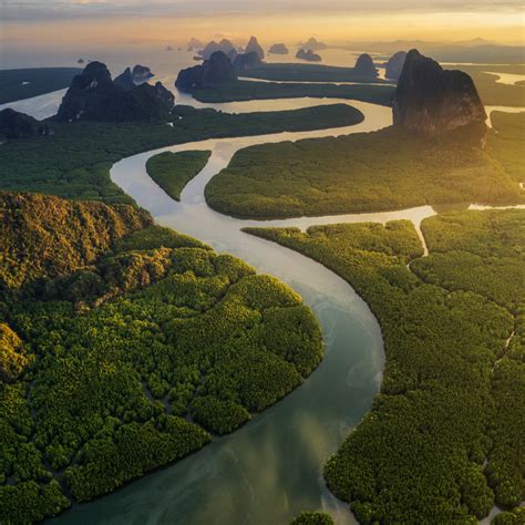 ป่าชายเลน (Mangrove forests) - Research Cafe'