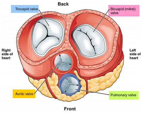 Tricuspid valve regurgitation causes, severity, symptoms, diagnosis ...