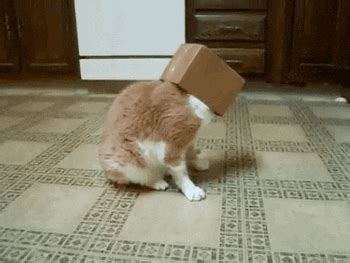 Cat Box GIF - Find & Share on GIPHY