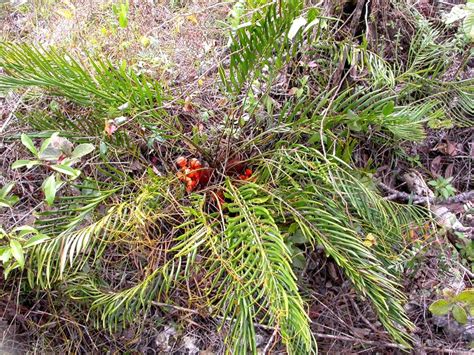 Cycad ID... help ! - TROPICAL LOOKING PLANTS - Other Than Palms - PalmTalk