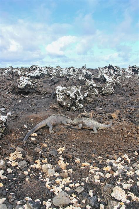 HD wallpaper: ecuador, isabela island, wildlife, fight, galapagos ...