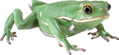 Aesthetic Frog Png