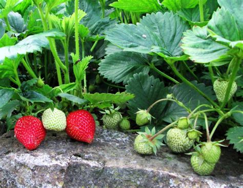 How to Plant and Grow Strawberries in the Garden | Dengarden