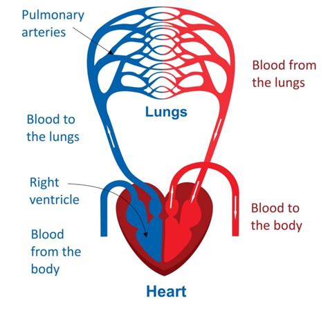 Circulatory system is divided into 3 parts, blood, heart and blood vessels