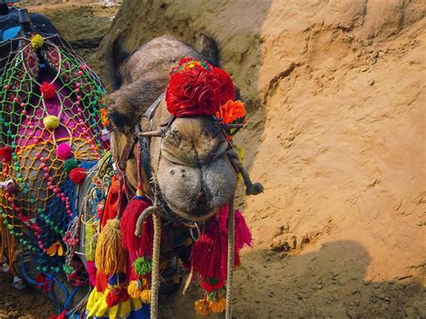 Free stock photo of Arabian camel, Arabian Camels, camel