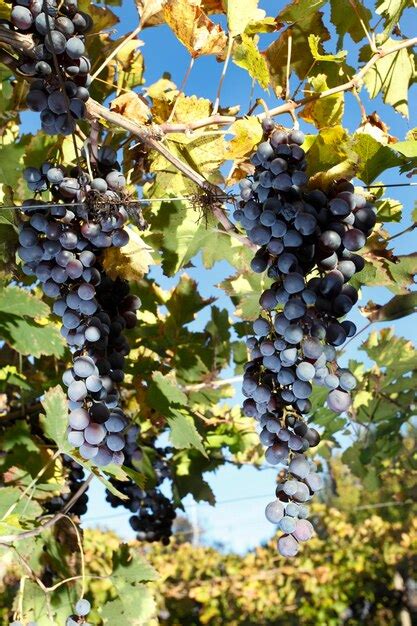 Premium Photo | Grape planting