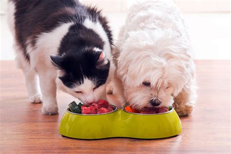 What are we really feeding our pets? — Ringwood Veterinary Clinic