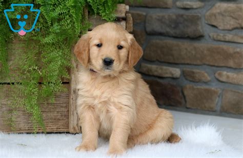 10 Must-Have Dog Breeds for First-Time Owners: An Ultimate Buying Guide ...