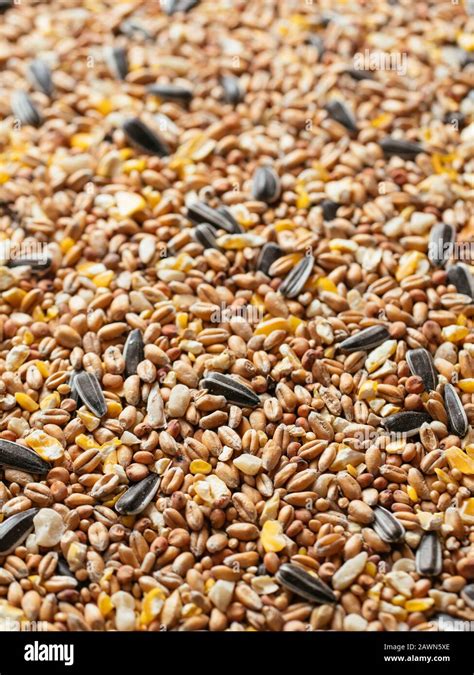 Close up of a bird seed mix with wheat, millet, sunflower seeds, sorghum, corn and peanuts Stock ...