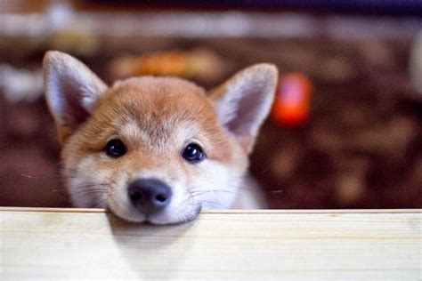 Shiba Inu Wallpapers - Top Free Shiba Inu Backgrounds - WallpaperAccess