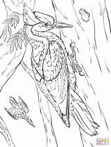 Ivory Billed Woodpeckers coloring page  Free Printable Coloring Pages sketch template