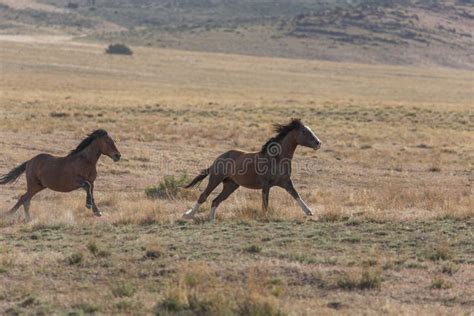 Wild Horse Stallions Running Stock Image - Image of onaqui, running: 200917471