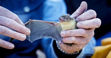 Protecting Bat Habitat Is Necessary To Prevent New Viruses From ...