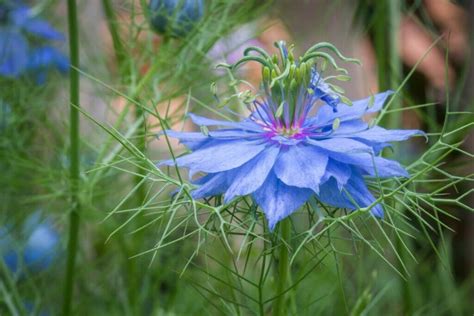 The Romantic Tale of Love-in-a-Mist: Symbolism Explored - Petal Republic