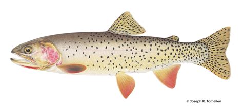 Yellowstone Cutthroat Trout – Western Native Trout Initiative