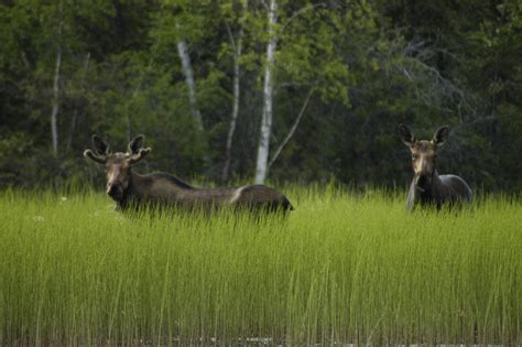 Where to watch wildlife in the Northwest Territories | Destination Canada