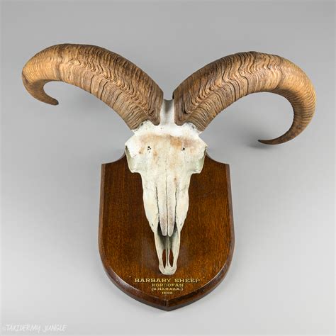 Taxidermy Barbary Sheep Horns by Edward Gerrard - Taxidermy Jungle