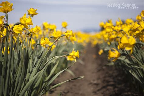 Jessica Keener Photography : The Skagit Valley Tulip Festival • Mount Vernon, WA