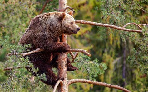 12 Animals To Learn Climbing Skills From - Survivopedia