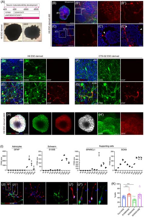 Glial lineages boom at the late phase of hONOs. (A) Differentiation... | Download Scientific Diagram