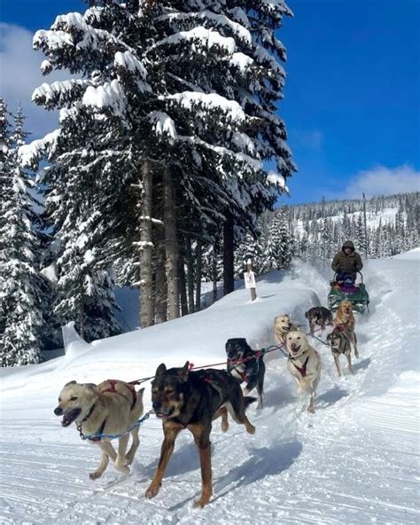 Dog Sled Tours at Sun Peaks Resort | Cahilty Lodge