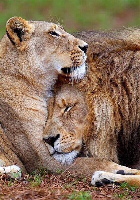 Lion hugs | Animals wild, Animals beautiful, Cute animals