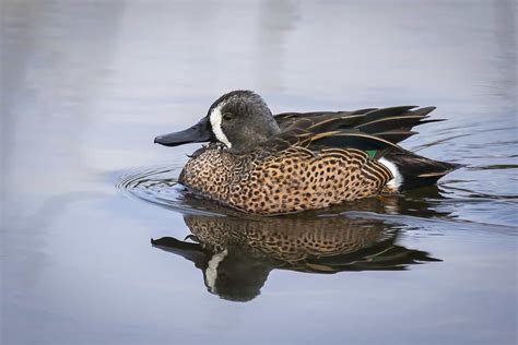 20 Ducks in Delaware – The Facts About Our Feathered Friends!