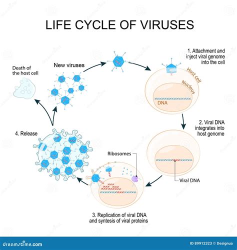 Cycle De Reproduction De Virus Illustration de Vecteur - Illustration ...