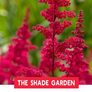 Astilbe Plants - The Colorful Heroes Of The Shade Garden