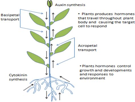 Plant Hormones Presentation