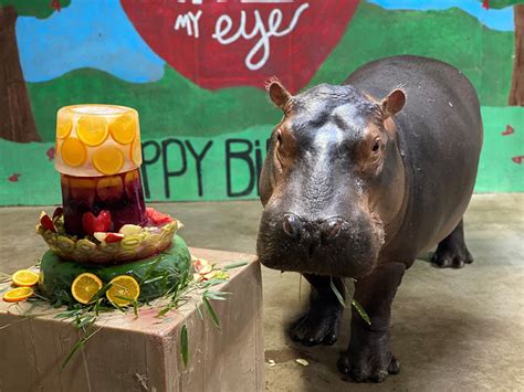 Fiona the Hippo Is Turning 5 and the Cincinnati Zoo Is Inviting the ...