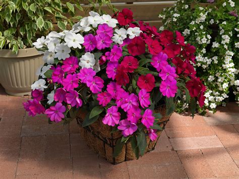 SunPatiens® Compact - Sakata Ornamentals | Container flowers, Flower pots, Container gardening