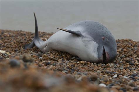 UK's harbour porpoise strandings linked to rising starvation | New Scientist