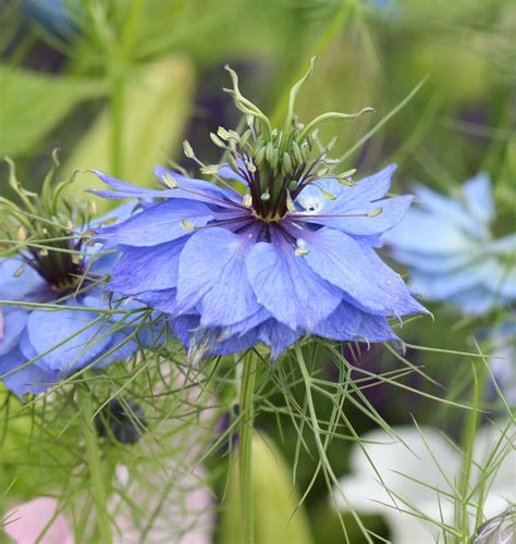 How to Grow Nigella | Love in a Mist Seeds – West Coast Seeds