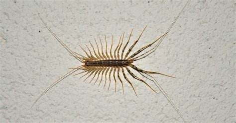 This Is Why You Should Never Kill House Centipedes - DavidWolfe.com