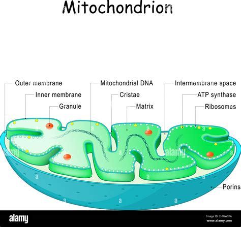 Mitochondrion anatomy. Structure, components and organelles. cross-section of mitochondria ...