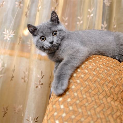 Russian Blue Hypoallergenic Cats Temperament – Idalias Salon