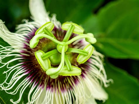 Passion Fruit Flower Free Stock Photo - Public Domain Pictures