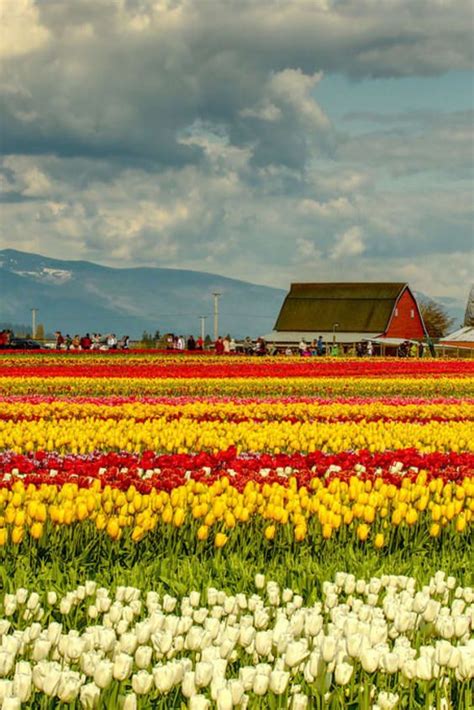 Skagit Valley Tulip Festival 2024 in Seattle - Dates | Skagit valley ...