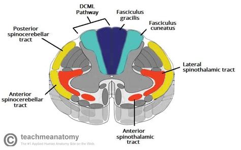 The Ascending Tracts - DCML - Anterolateral - TeachMeAnatomy