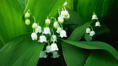 23 Muguet Flower Wallpapers - Wallpaperboat