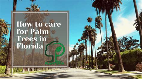 How to care for palm trees in Florida - Plantopia Nursery & Landscape