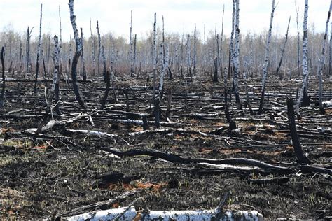 Investigation into ecological impact of Chernobyl wildfires | UK Centre for Ecology & Hydrology