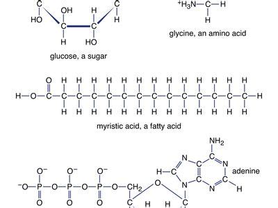 Glucose Molecule Structure