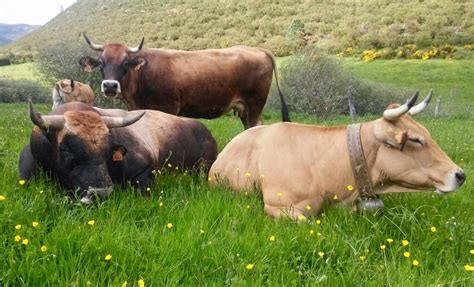 La ganadería bovina aumenta en más de 2.100 cabezas desde la crisis del sector minero - Laciana ...