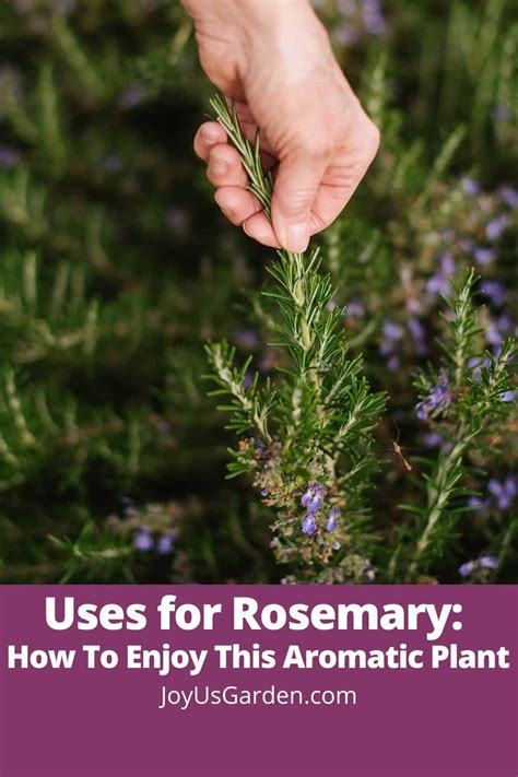 Uses for Rosemary: How to Enjoy this Aromatic Plant