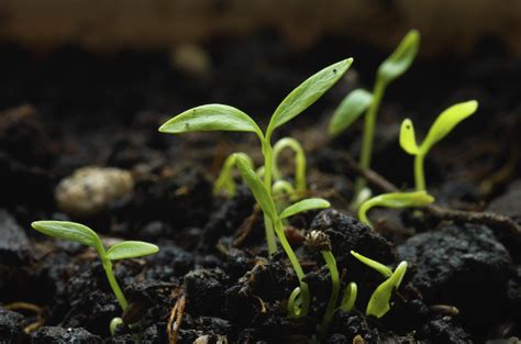 Growing Parsley Seeds: How Can Parsley Be Grown From Seeds | Gardening ...