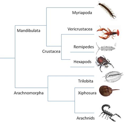 Classes Of Arthropods And Characteristics