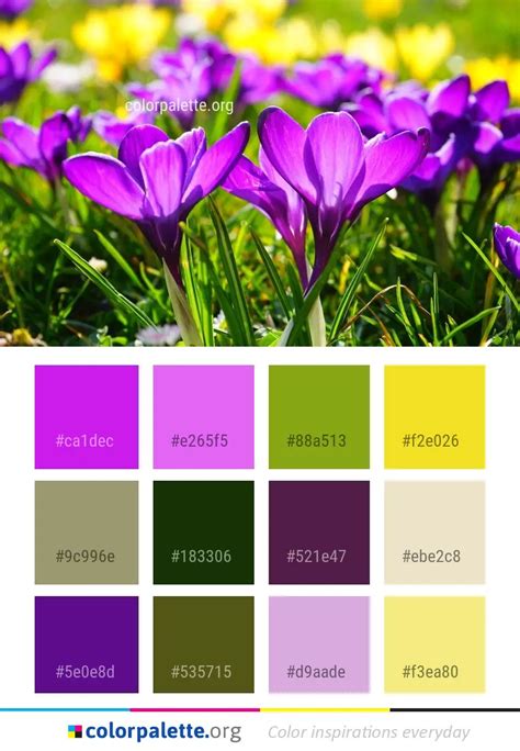 Flower Crocus Plant Color Palette | colorpalette.org