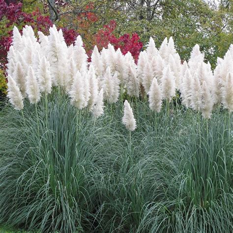 Pampas grass White 100 seeds Cortaderia Selloana Alba | Etsy